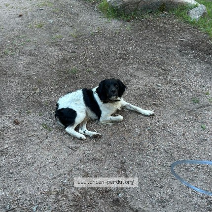 Photo de chien perdu à Sorbo Ocognano