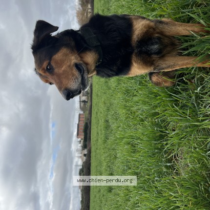 Photo de chien perdu à Aiguillon