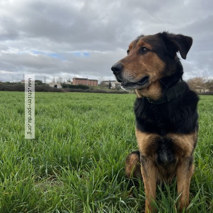 Photo 1/1 Chien retrouvé Perdu à Aiguillon