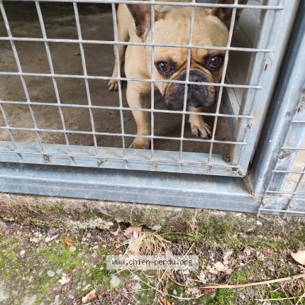 Photo 1/1 Chien retrouvé Trouvé à Montauban