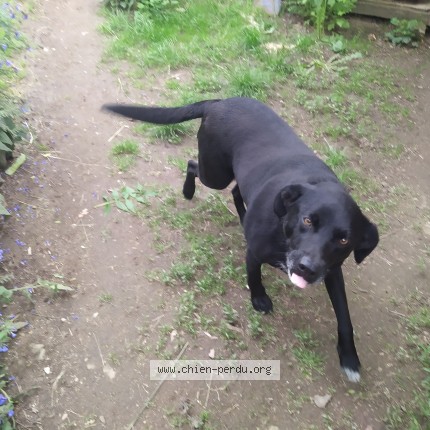 Photo 1/1 Chien retrouvé Perdu à Saint Julien Le Chatel