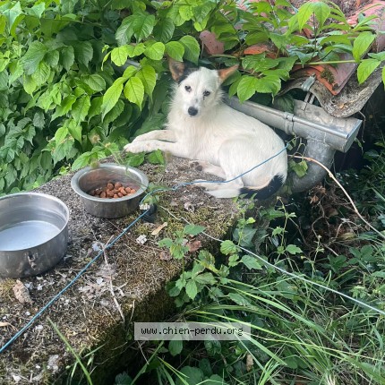 Photo 1/1 paco Chien perdu à Marignac