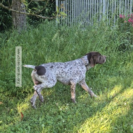 Photo 1/1 ATHOS Chien perdu à Rully