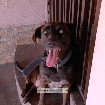 Photo de chien trouvé à Moravia