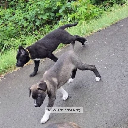 Photo de chien perdu à Le Vigean