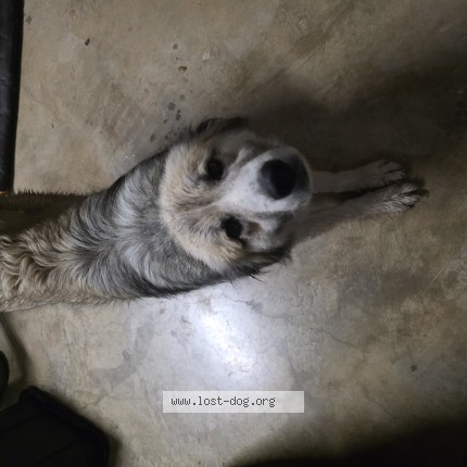 Photo de chien trouvé à Sapulpa