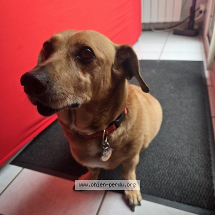 Photo de chien trouvé à Binic