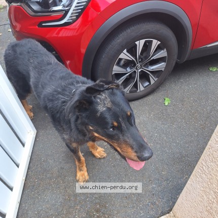 Photo de chien trouvé à Chauray