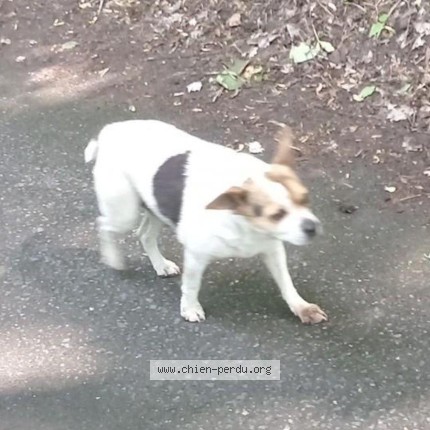 Photo de chien trouvé à Conde