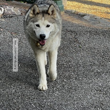 Photo de chien trouvé à Nice