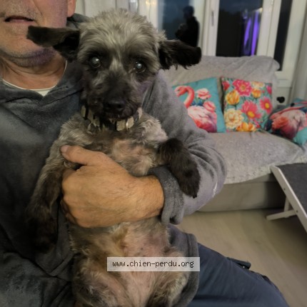 Photo de chien trouvé à Vic Sur Aisne