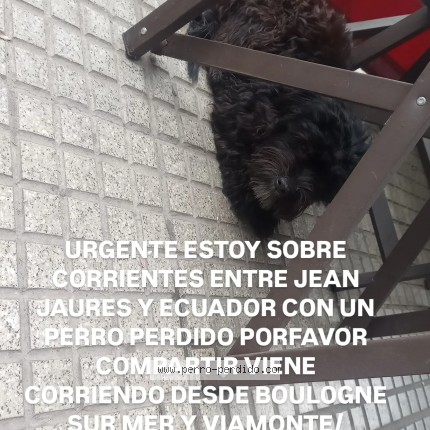Photo de chien trouvé à Capital Federal Zona Abasto