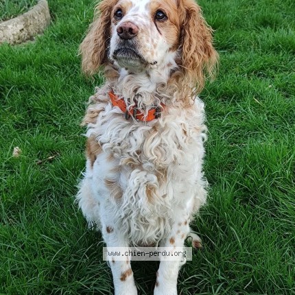 Photo 1/1 Chien retrouvé Perdu à Nolay