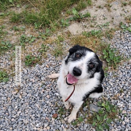 Photo 1/1 Chien trouvé Trouvé à Campan