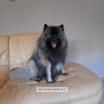 Photo 1/1 Chien retrouvé Perdu à Hamars