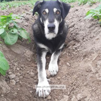 Photo 1/1 Tintin Chien perdu à Augeres