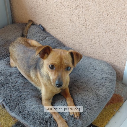 Photo de chien trouvé à Le Loroux Bottereau