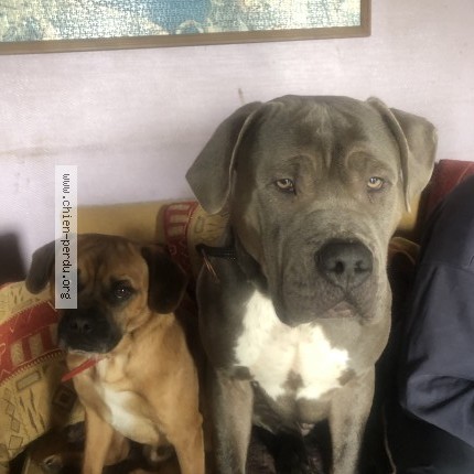 Photo de chien perdu à Fleury