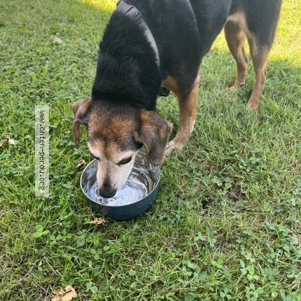 Photo de chien trouvé à Montendre