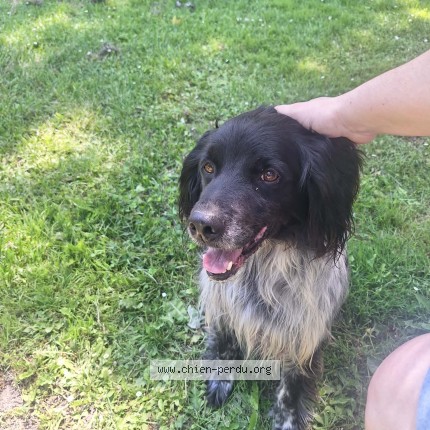 Photo de chien trouvé à Vianne