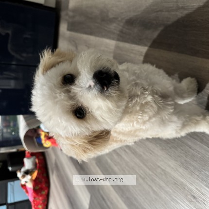 Photo de chien perdu à Bell
