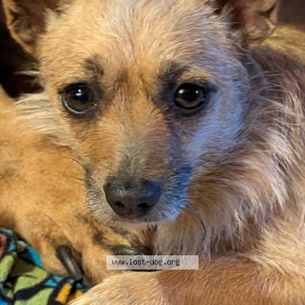 Photo de chien perdu à Fresno
