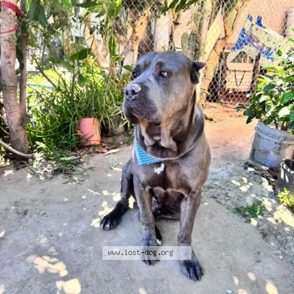 Photo de chien perdu à Los Angeles