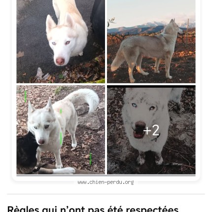 Photo 1/1 kayli zieda Chien perdu à Saint Seurin De Prats