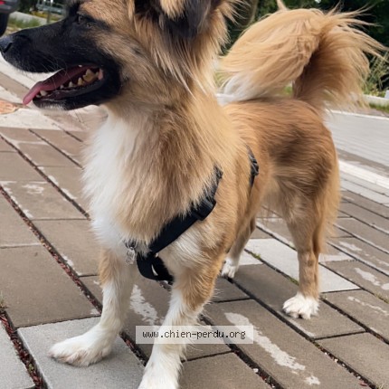 Photo 1/1 Chien retrouvé Perdu à Mulhouse