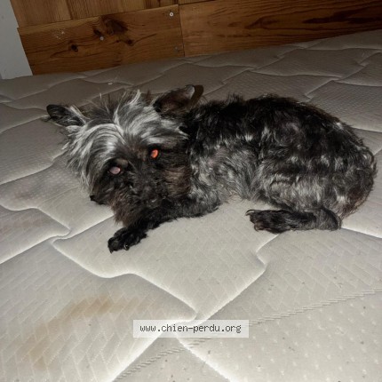 Photo 1/1 bouiboui Chien perdu à Saint Egreve