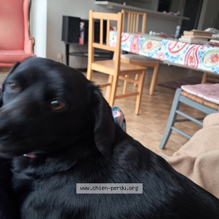 Photo 1/1 ninja Chien perdu à Luxe