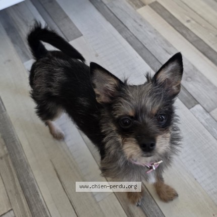 Photo 1/1 Chien retrouvé Perdu à Baie Comeau