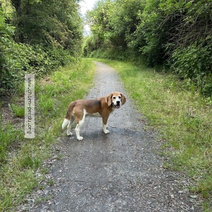 Photo 1/1 promesse Chien perdu à Feurs