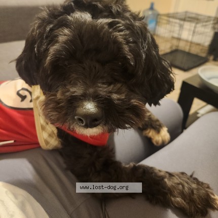 Photo de chien perdu à Opa Locka