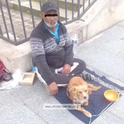 Photo 1/1 Chien trouvé Trouvé à Paris