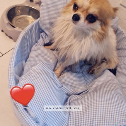 Photo 2/2 bebe Chien perdu à Toulouse