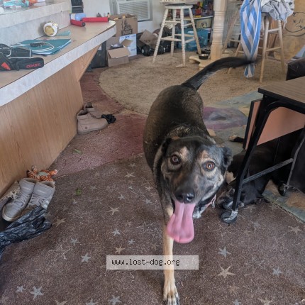 Photo de chien perdu à Abq