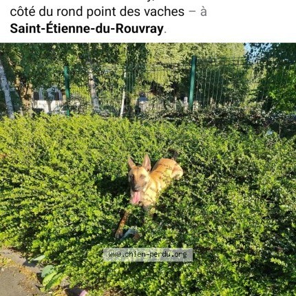 Photo 1/1 Chien retrouvé Perdu à Saint Etienne Du Rouvray
