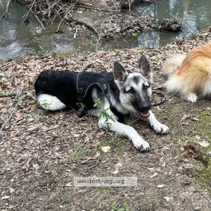 Photo de chien perdu à Muldrow