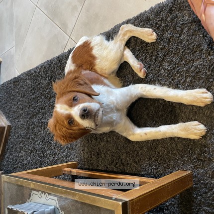 Photo de chien perdu à La Gimond