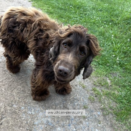 Photo de chien perdu à Tramayes