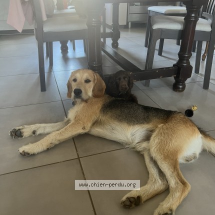 Photo de chien perdu à Tramayes