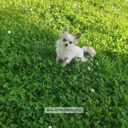 Photo 1/1 Delia Peychard Chien perdu à Toulouse