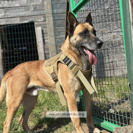 Photo 1/1 Chien retrouvé Perdu à Livron