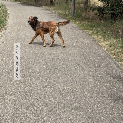 Photo 1/1 Chien trouvé Trouvé à Aytre