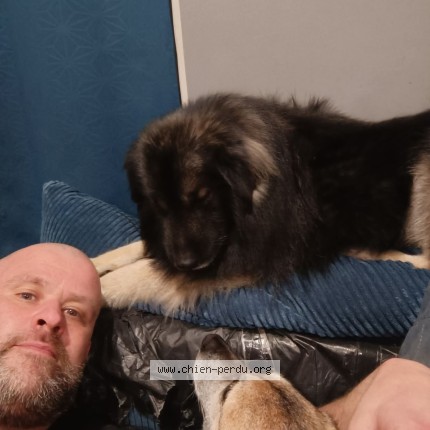 Photo 1/1 Chien retrouvé Perdu à Ormoy