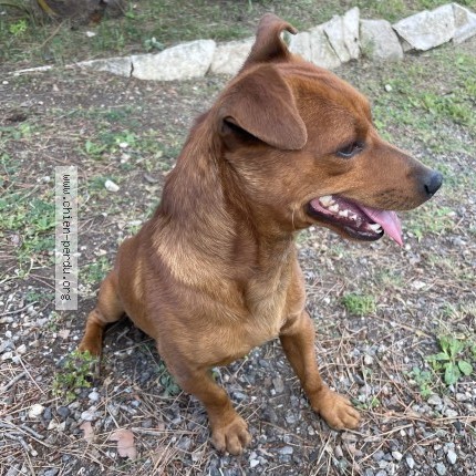 Photo 1/1 Chien trouvé Trouvé à Saint Hilaire De Brethmas