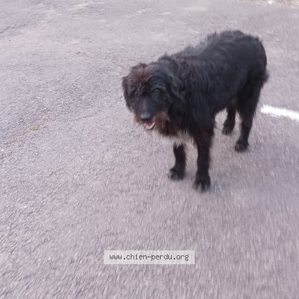 Photo 1/1 Chien retrouvé Trouvé à Saint Honore Les Bains
