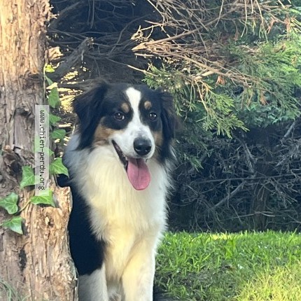 Photo 1/1 Chien retrouvé Perdu à Biot