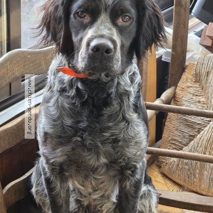 Photo 1/1 Chien retrouvé Perdu à Saint Ovin